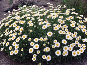 Leucanthemum ircutatum ssp cantabricum